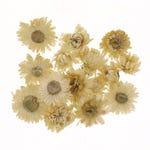 Gedroogde helichrysum koppens wit Ø3cm - per 6g