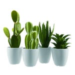 Vetplant groen plastic in pot 9x25cm - 4 modellen nr keuze